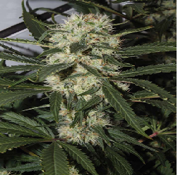 ANESTHESIA · Pyramid Seeds...